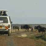 Цікаві факти про Кенію — ТОП 23 фактів про сафарі