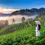 Интересные факты о Вьетнаме — ТОП 24 фактов о природе и городах